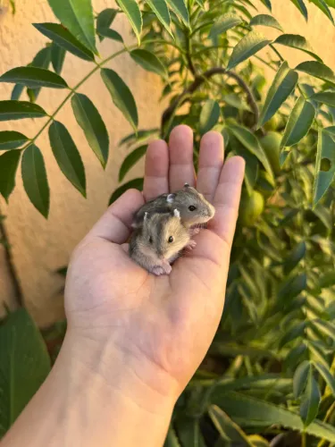 Hamster