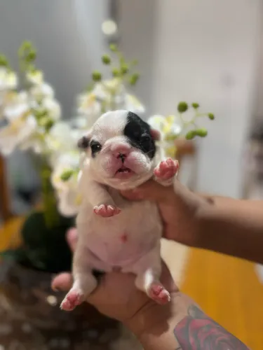 Filhote de buldogue francês disponível