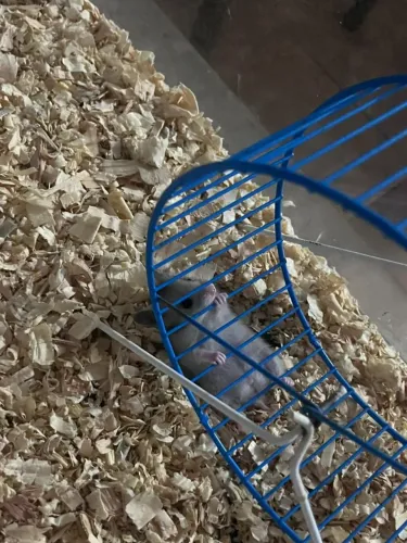 Filhote de hamster dócil
