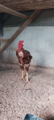 Vendo galo índio gigante