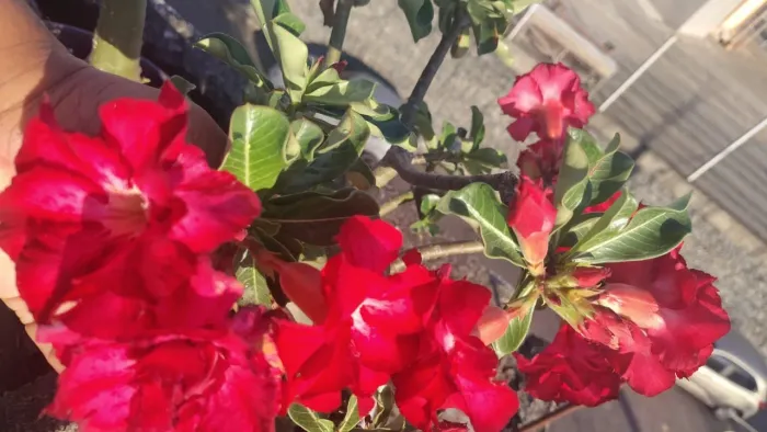 Rosa deserto dobrada
