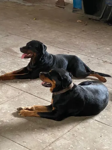 Doação de casal de rotweiler 