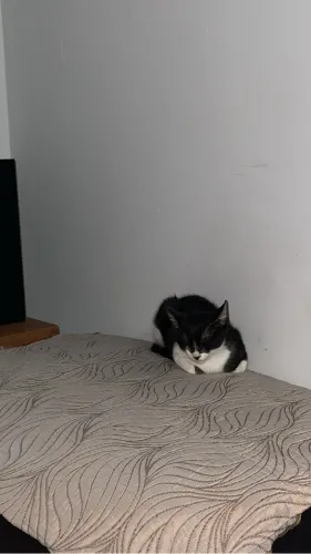 Filhote de gato 