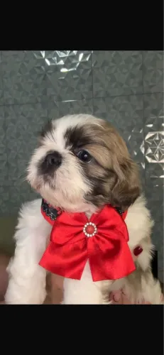 Shih-tzu vacinado e vermifugado com 55 dias 