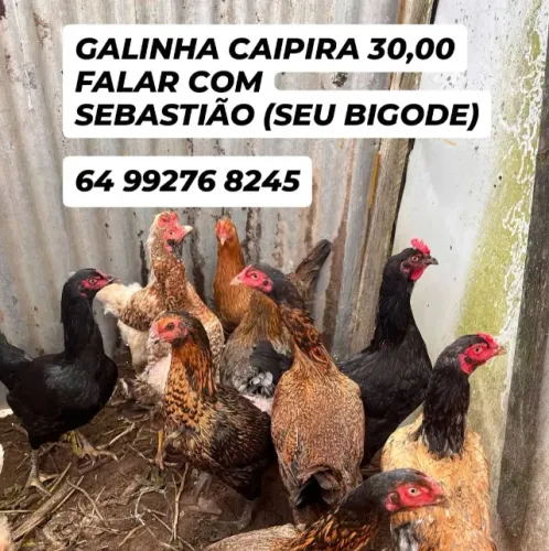 Galinha caipira