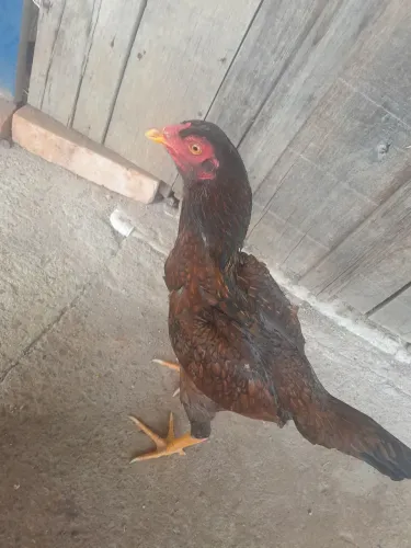 Vendo franga