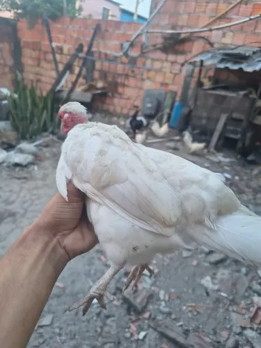 2 galo e uma galinha garnizer brancos 