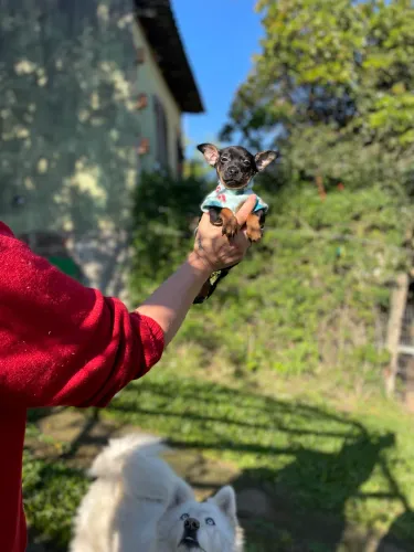 Pinscher macho 