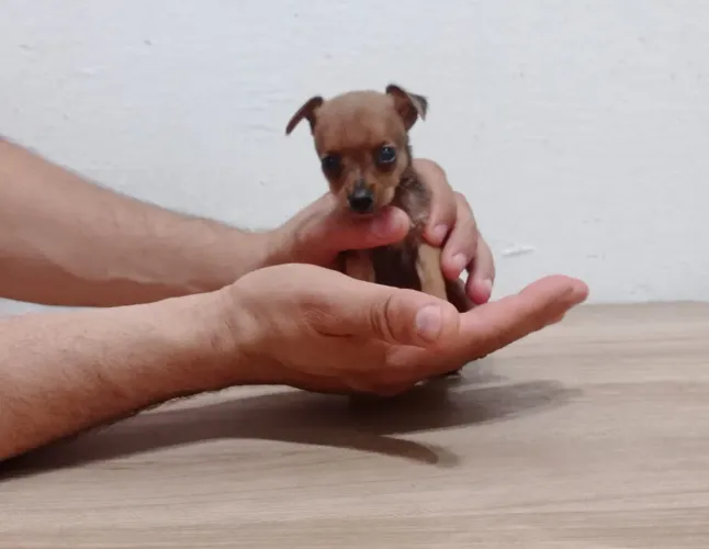 Pinscher N1 MINIATURA!