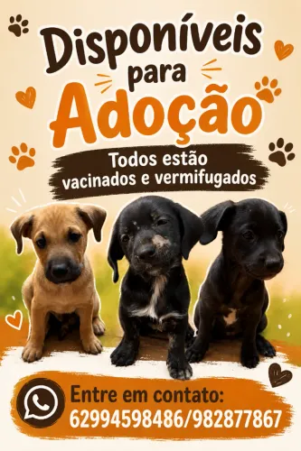 Adoção de cachorro
