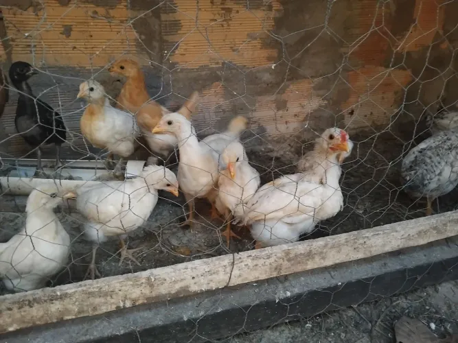 Franguinhos e franguinhas