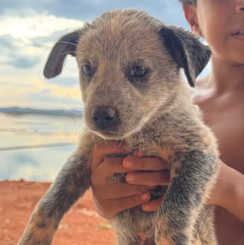 Filhote Blue Heeler (Boiadeiro-australiano)