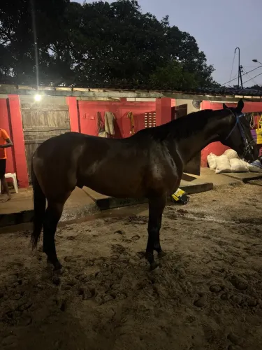 Cavalo Puro Sangue Inglês (PSI) 