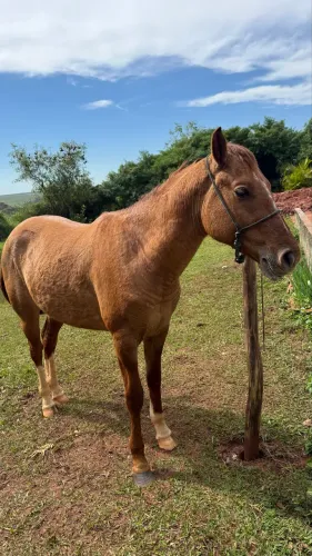 Cavalo Quarto de Milha Puro