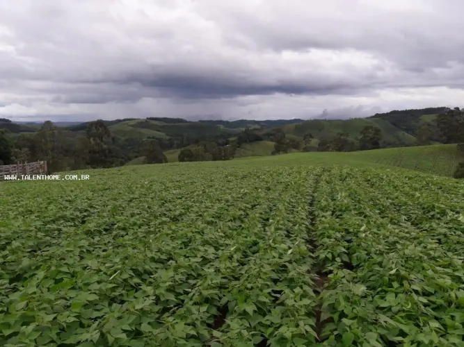 Área Rural para Venda em Castro, Zona Rural
