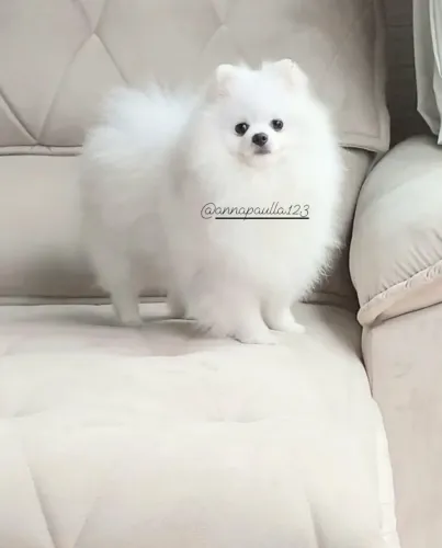 Padreador de lulu da pomerania