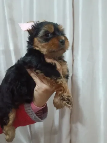 Yorkshire terrier padrão