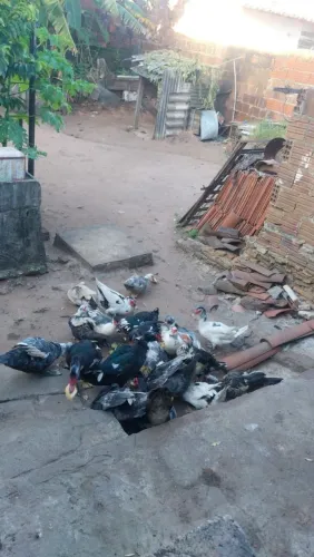 Patos 