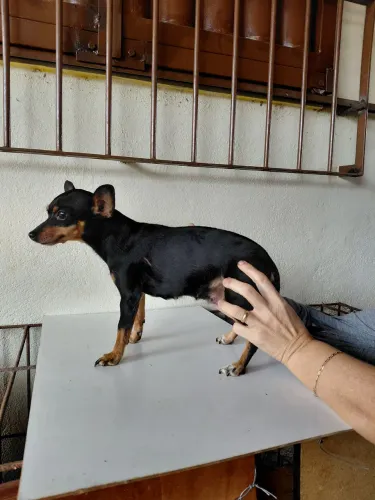 Vendo lindos filhotes de Pincher