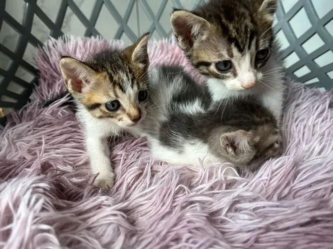 Três gatinhos filhotes para a doação
