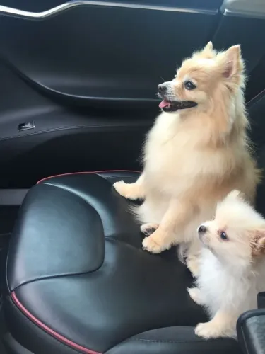 Spitz alemão Um filhotinho pronto para dividir sua felicidade