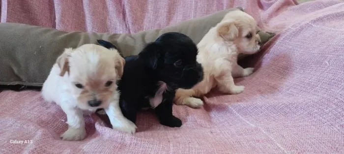 Maltês com shitzu lindas opções passo cartão e entrego
