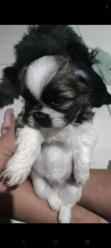 Shitzu macho disponível 