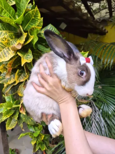 Nova Zelândia fêmea adulta!