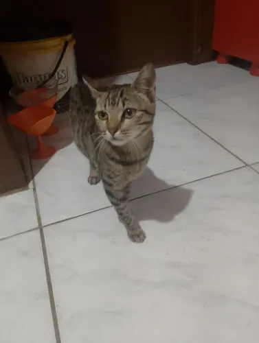 Gato