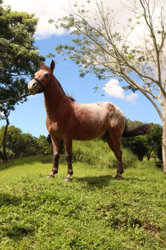 Vendo Pônei