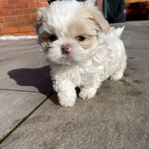 Filhotes de Shih Tzu | Amor instantâneo!