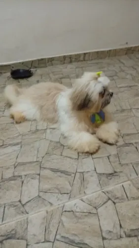 Cachorro shih Tzu
