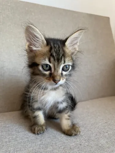Doação de filhote de gato