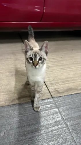 Gata fêmea filhote 