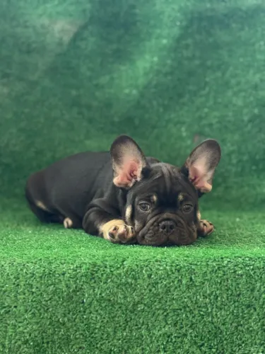 Bulldog francês black and Tan