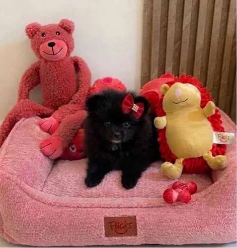 Spitz alemão anão (Lulu da Pomerania) Fêmea