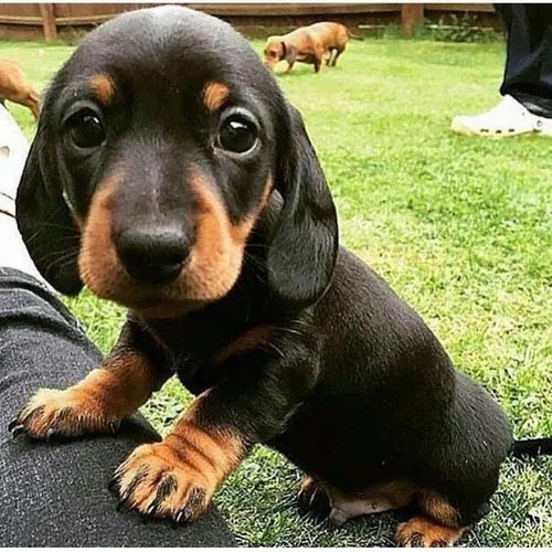 BASSET TECKEL EM ATÉ 12X