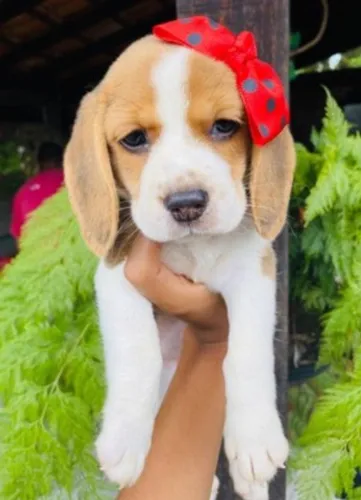 BEAGLE