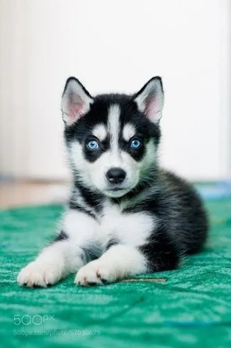 HUSKY SIBERIANO COM PEDIGREE