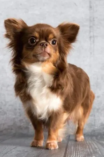 Chihuahua disponíveis pelo longo e curto