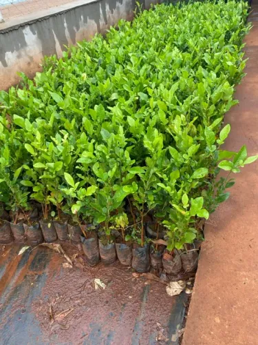 Muda de limãozinho 