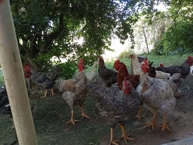 Aves de engorda e postura 