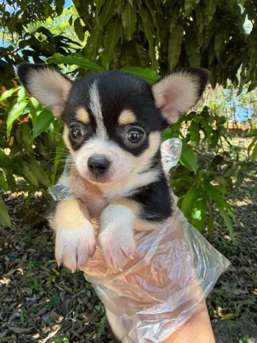 Chihuahua com ótima linhagem