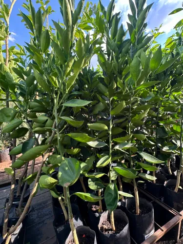 Muda de Laranja Bahia 