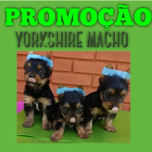 Promoção de Fofura! Yorkshire Machinho com Preço Especial