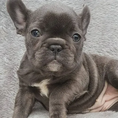 Bulldog Francês todas as cores da raça a pronta entrega, info via *