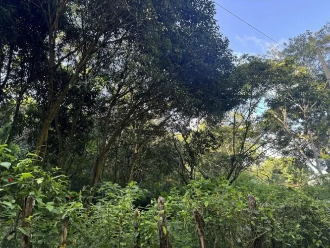 Terreno para venda, Cana Seca, Guaramiranga
