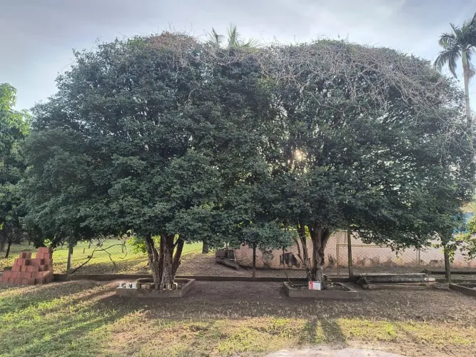 Jaboticaba Sabará Produzindo 