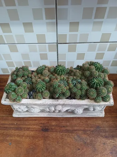 CACTOS COLÔNIA EM VASO DE CIMENTO 