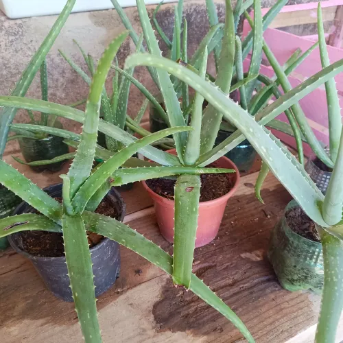 Mudas de Babosa ( Aloe Vera)- Suculenta Medicinal